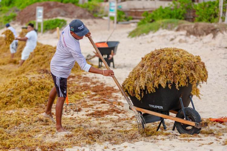 When the Beach Fights Back Against the Sargassum in Tulum - Photo 1