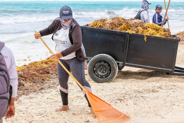 When the Beach Fights Back Against the Sargassum in Tulum - Photo 2