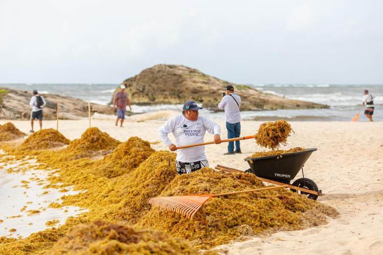 When the Beach Fights Back Against the Sargassum in Tulum - Photo 4