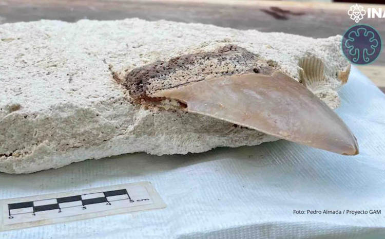 A Megalodon Tooth Was Found in a Cenote and It’s Changing Prehistoric History - Photo 1 A Megalodon Tooth Was Found in a Cenote and It’s Changing Prehistoric History - Photo 1