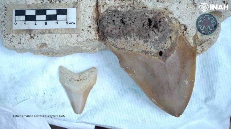 A Megalodon Tooth Was Found in a Cenote and It’s Changing Prehistoric History - Photo 2 A Megalodon Tooth Was Found in a Cenote and It’s Changing Prehistoric History - Photo 2