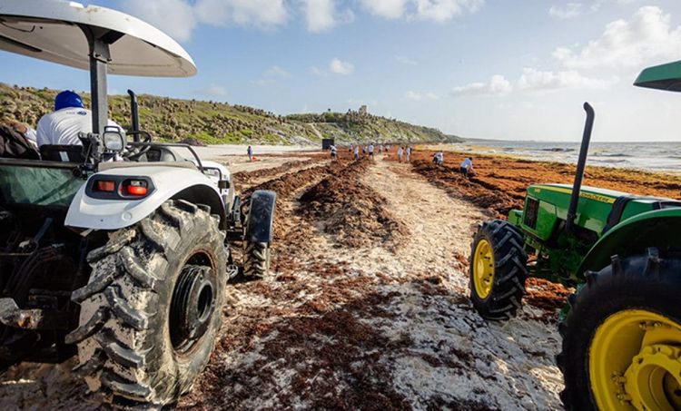 Tulum Is Paying Locals to Battle a Monster Made of Seaweed - Photo 1 Tulum Is Paying Locals to Battle a Monster Made of Seaweed - Photo 1