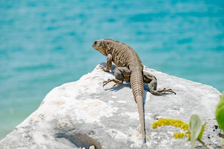 The Hidden Law That Unlocks Tulum’s Ruins Every Sunday - Photo 1