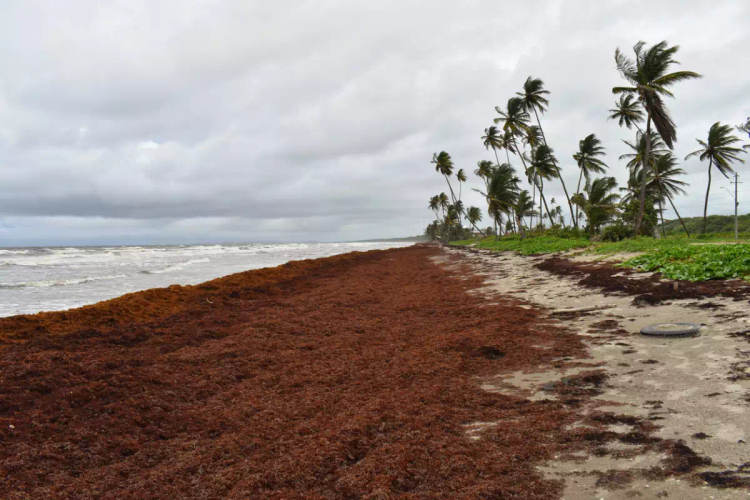 Sargassum Returns to the Mexican Caribbean With New Patterns That Are Hard to Ignore - Photo 1 Sargassum Returns to the Mexican Caribbean With New Patterns That Are Hard to Ignore - Photo 1