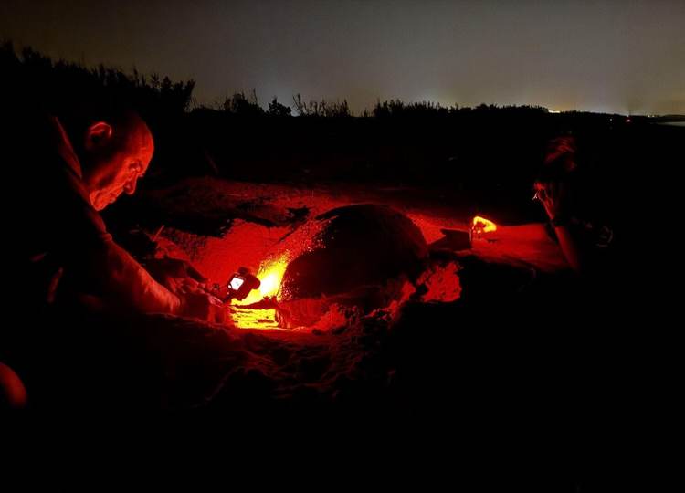 Riviera Maya Records 10,000 Sea Turtle Nests Despite Growing Threats - Photo 1 Riviera Maya Records 10,000 Sea Turtle Nests Despite Growing Threats - Photo 1