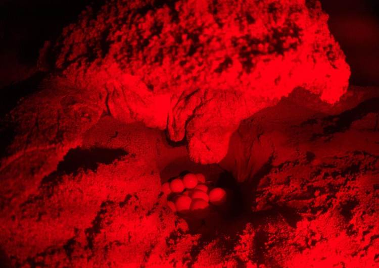 Riviera Maya Records 10,000 Sea Turtle Nests Despite Growing Threats - Photo 2 Riviera Maya Records 10,000 Sea Turtle Nests Despite Growing Threats - Photo 2