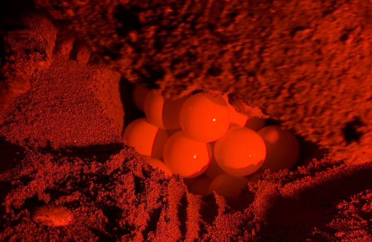 Riviera Maya Records 10,000 Sea Turtle Nests Despite Growing Threats - Photo 3 Riviera Maya Records 10,000 Sea Turtle Nests Despite Growing Threats - Photo 3