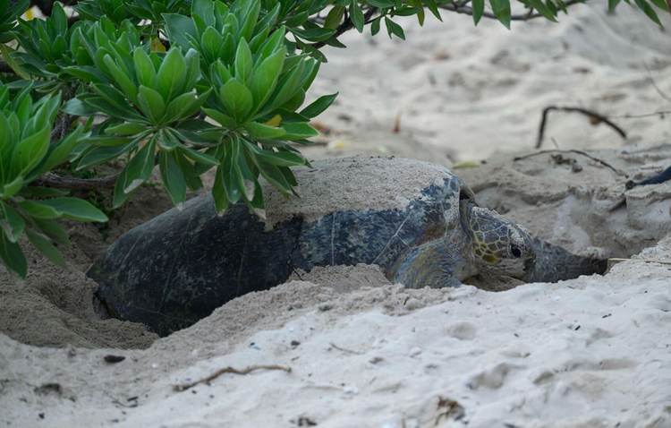 Riviera Maya Records 10,000 Sea Turtle Nests Despite Growing Threats - Photo 4 Riviera Maya Records 10,000 Sea Turtle Nests Despite Growing Threats - Photo 4