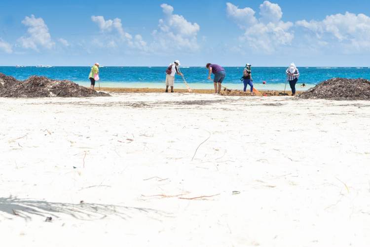 Tulum’s sands show uneven recovery from record sargassum season - Photo 1