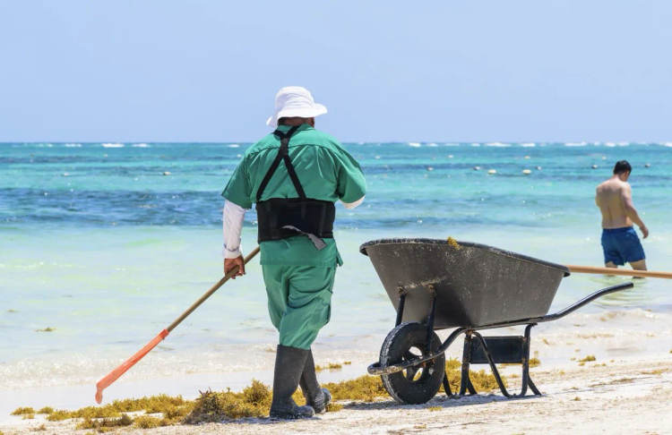 Tulum’s sands show uneven recovery from record sargassum season - Photo 2