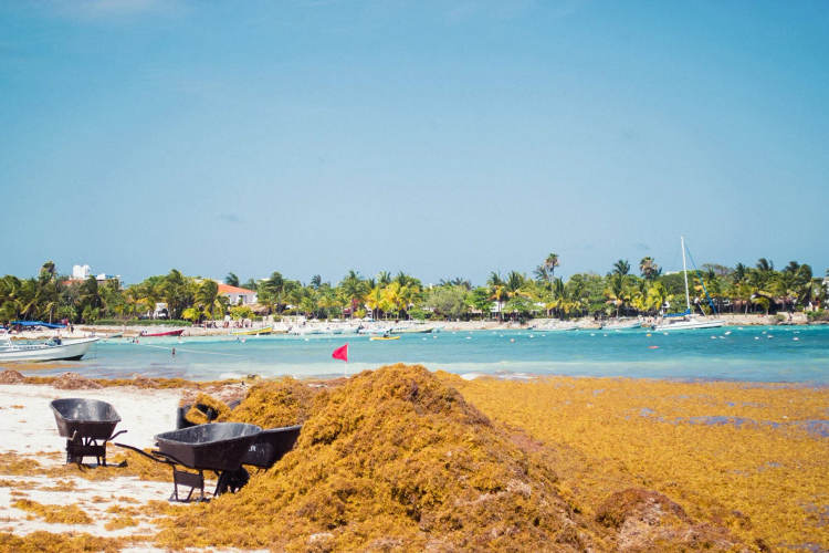 Navy Ships Return to Tulum to Combat Record Sargassum Surge - Photo 1
