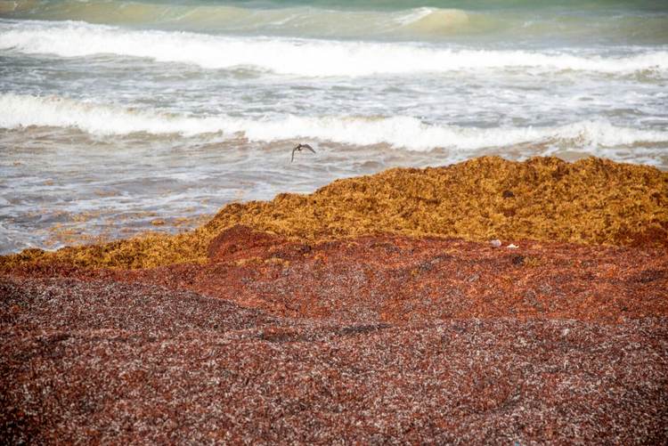 Navy Ships Return to Tulum to Combat Record Sargassum Surge - Photo 3