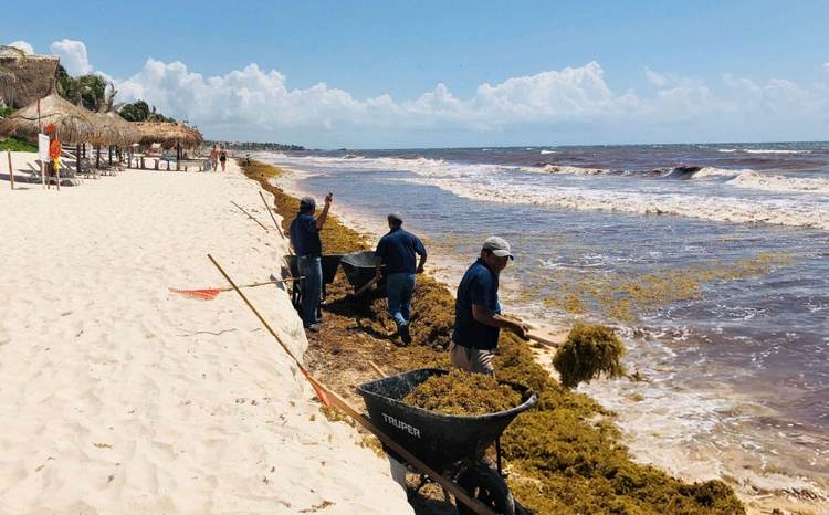 Tulum Sargassum Forecast for Fall 2025 - Photo 1 Tulum Sargassum Forecast for Fall 2025 - Photo 1