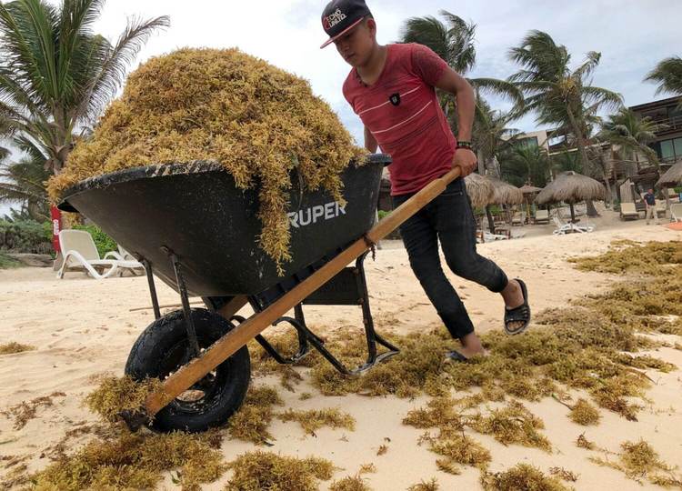Tulum Sargassum Forecast for Fall 2025 - Photo 2 Tulum Sargassum Forecast for Fall 2025 - Photo 2