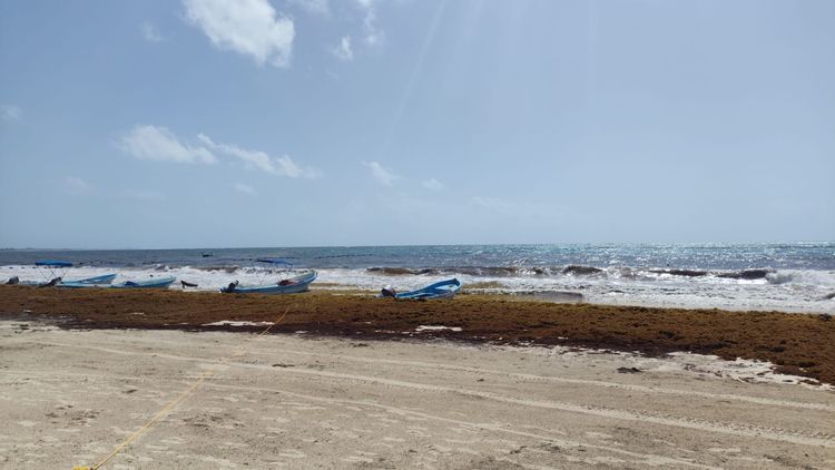 Rain Helps, But the Sargassum Keeps Coming in Riviera Maya - Photo 1 Rain Helps, But the Sargassum Keeps Coming in Riviera Maya - Photo 1