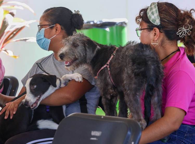 Free rabies vaccination in Tulum this Sunday at Dos Aguas Park - Photo 2 Free rabies vaccination in Tulum this Sunday at Dos Aguas Park - Photo 2