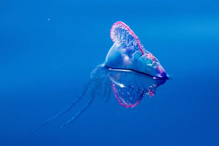 Portuguese man-of-war in Tulum beaches sparks safety warnings - Photo 1 Portuguese man-of-war in Tulum beaches sparks safety warnings - Photo 1