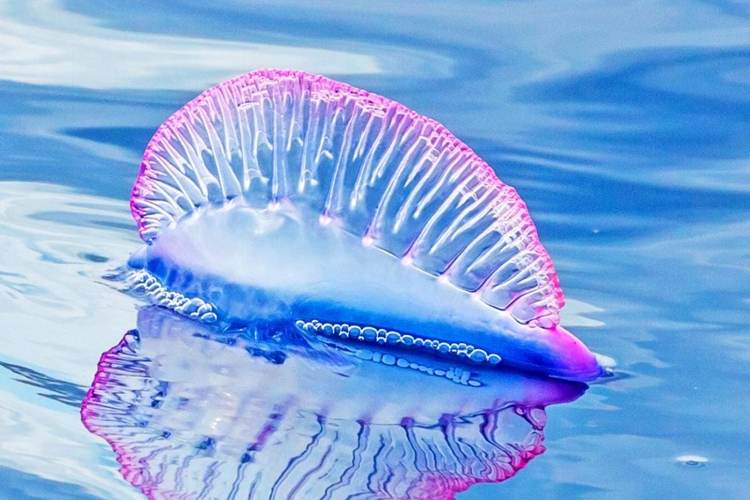 Portuguese man-of-war in Tulum beaches sparks safety warnings - Photo 2 Portuguese man-of-war in Tulum beaches sparks safety warnings - Photo 2