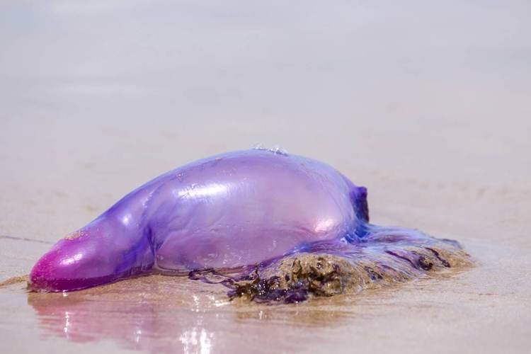 Portuguese man-of-war in Tulum beaches sparks safety warnings - Photo 3 Portuguese man-of-war in Tulum beaches sparks safety warnings - Photo 3