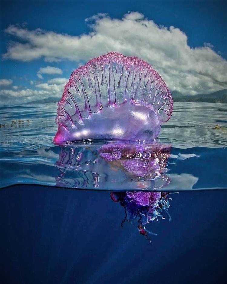 Portuguese man-of-war in Tulum beaches sparks safety warnings - Photo 4 Portuguese man-of-war in Tulum beaches sparks safety warnings - Photo 4