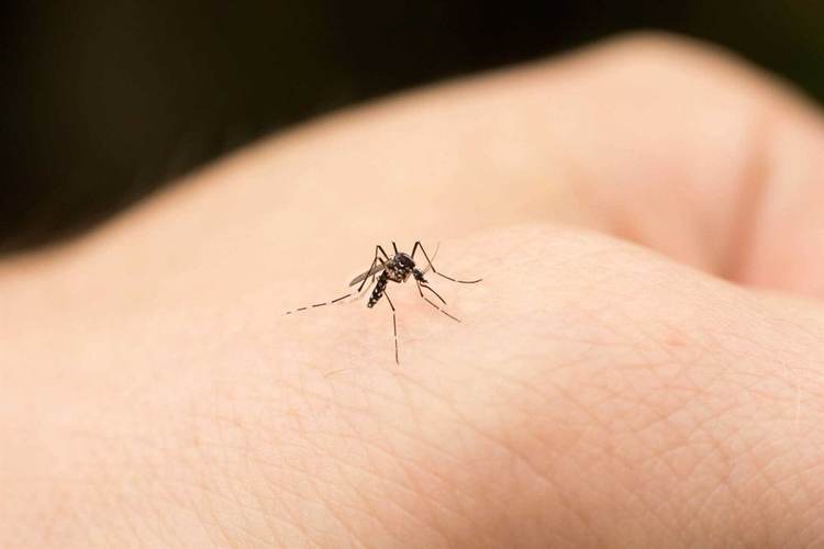 Mosquitoes surge in Tulum amid rainy season conditions - Photo 1 Mosquitoes surge in Tulum amid rainy season conditions - Photo 1