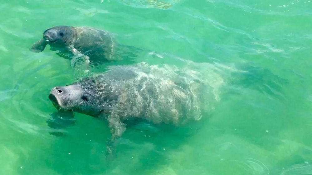 Sian Ka’an Biosphere Wins Global Award for Nature and Landscape Conservation - Photo 5