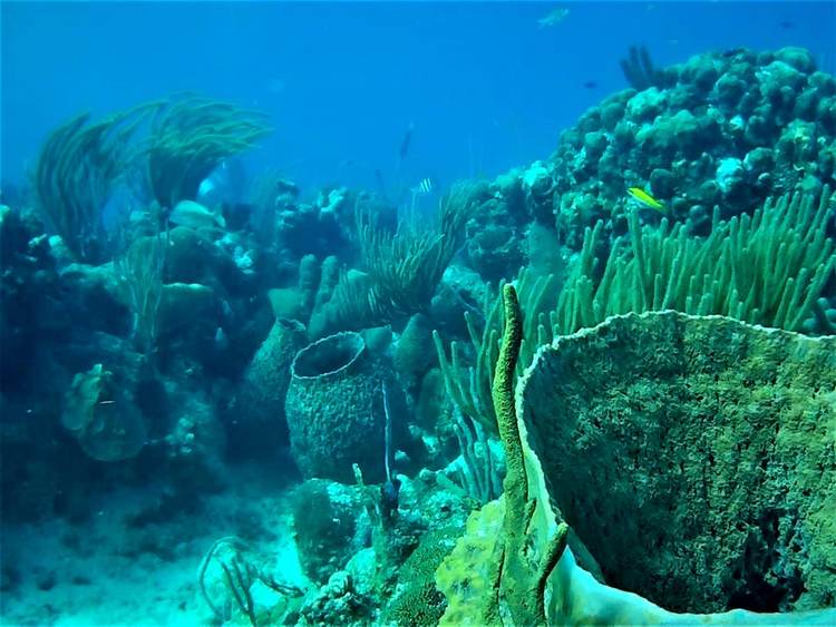 Tulum coral bleaching threatens shallow reefs and local tourism - Photo 1 Tulum coral bleaching threatens shallow reefs and local tourism - Photo 1