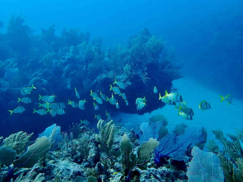 Tulum coral bleaching threatens shallow reefs and local tourism - Photo 2