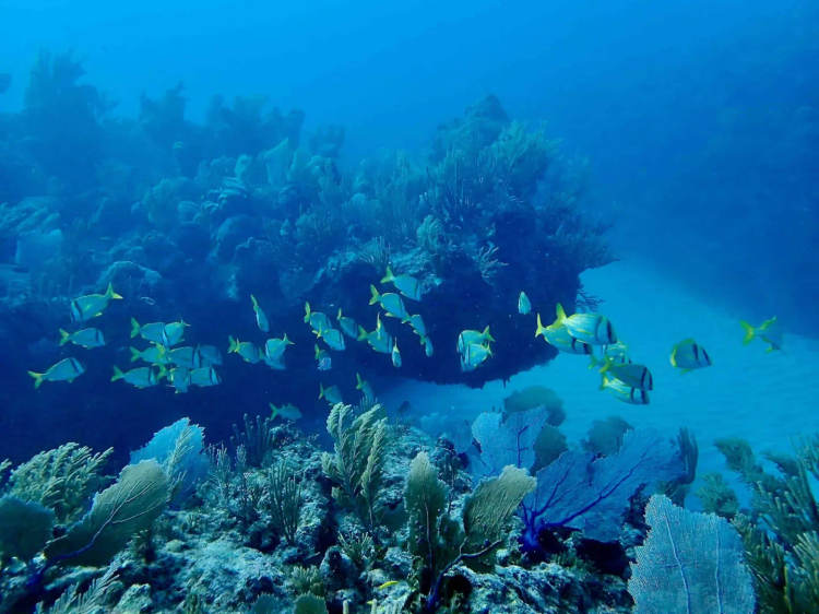 Tulum coral bleaching threatens shallow reefs and local tourism - Photo 2 Tulum coral bleaching threatens shallow reefs and local tourism - Photo 2