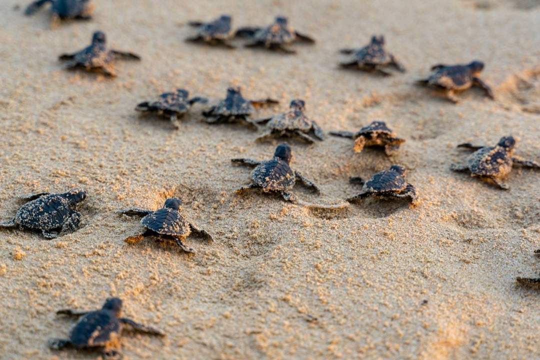 Local Hero Helps Baby Sea Turtles Reach the Ocean in Tulum