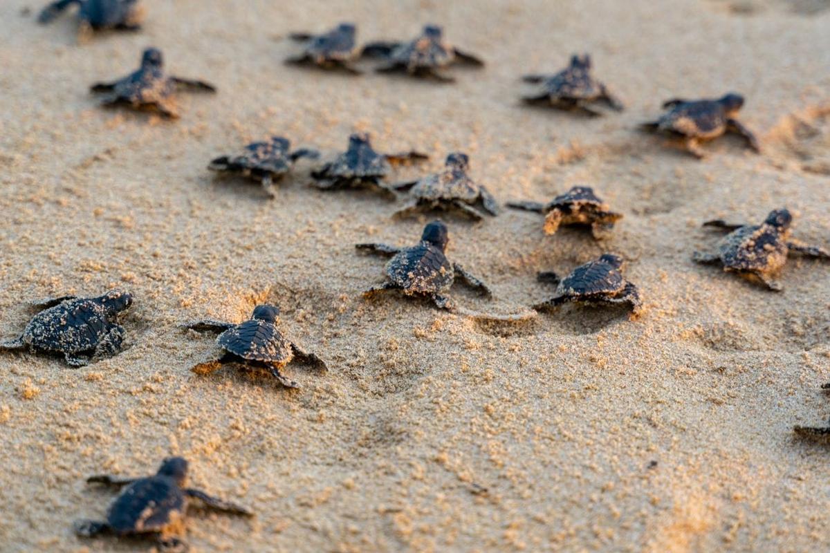 Local Hero Helps Baby Sea Turtles Reach the Ocean in Tulum Local Hero Helps Baby Sea Turtles Reach the Ocean in Tulum