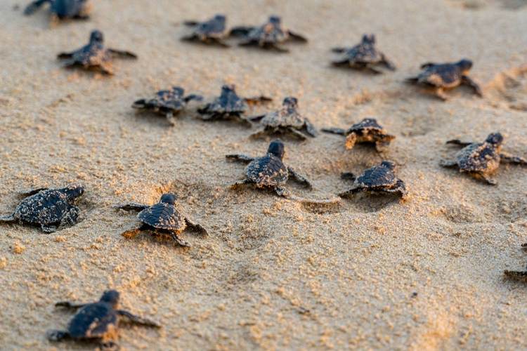 Local Hero Helps Baby Sea Turtles Reach the Ocean in Tulum - Photo 1