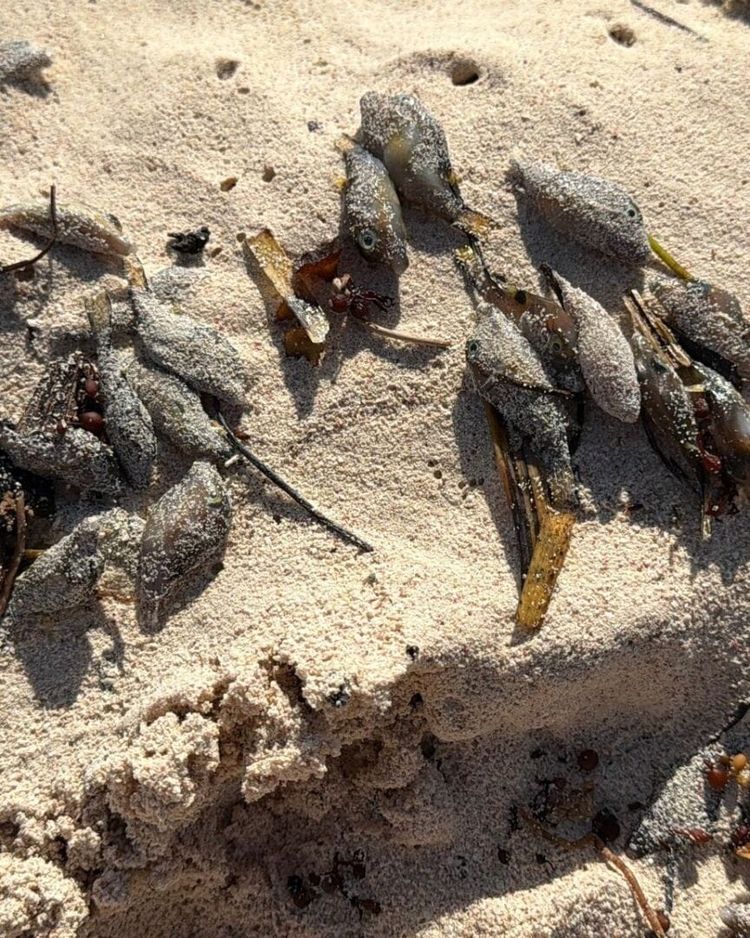 Tulum pufferfish die-off triggers investigation along the coast - Photo 2 Tulum pufferfish die-off triggers investigation along the coast - Photo 2
