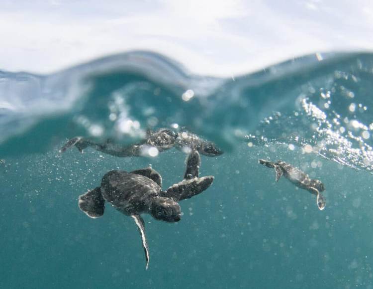 Tulum conservation program surpasses 20 million sea turtle hatchlings released - Photo 2 Tulum conservation program surpasses 20 million sea turtle hatchlings released - Photo 2