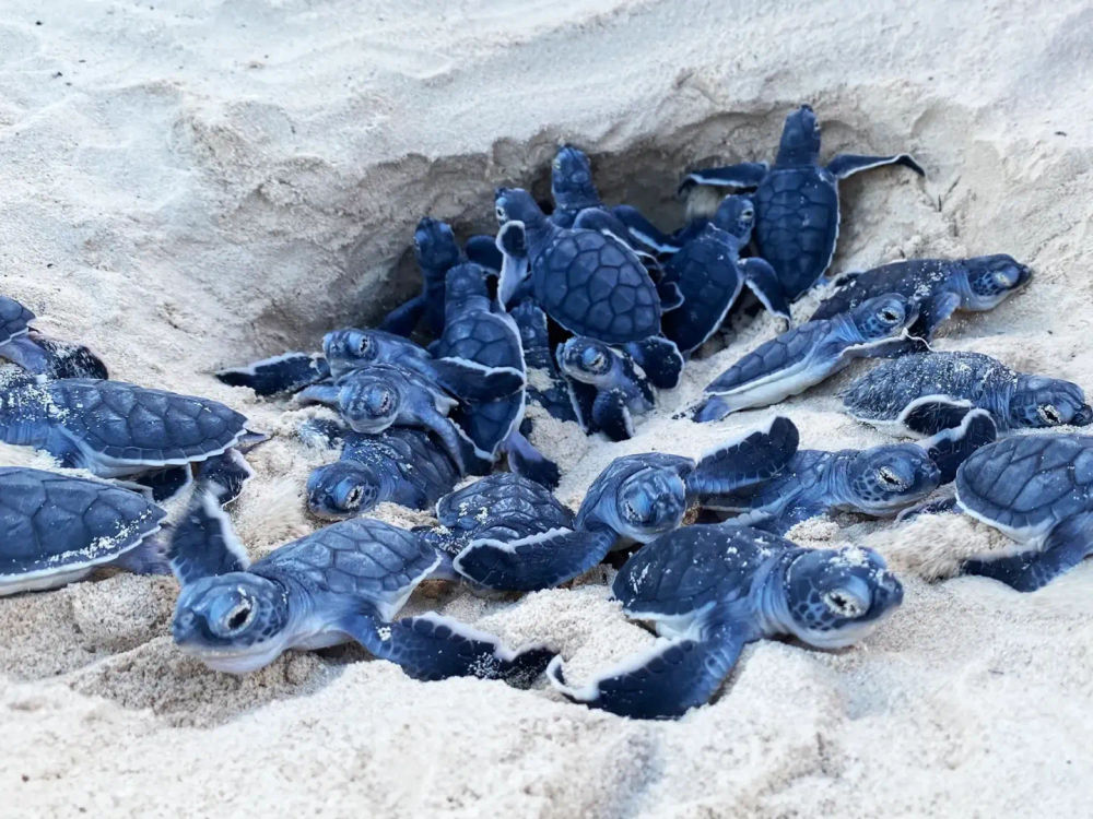 Tulum conservation program surpasses 20 million sea turtle hatchlings released - Photo 3