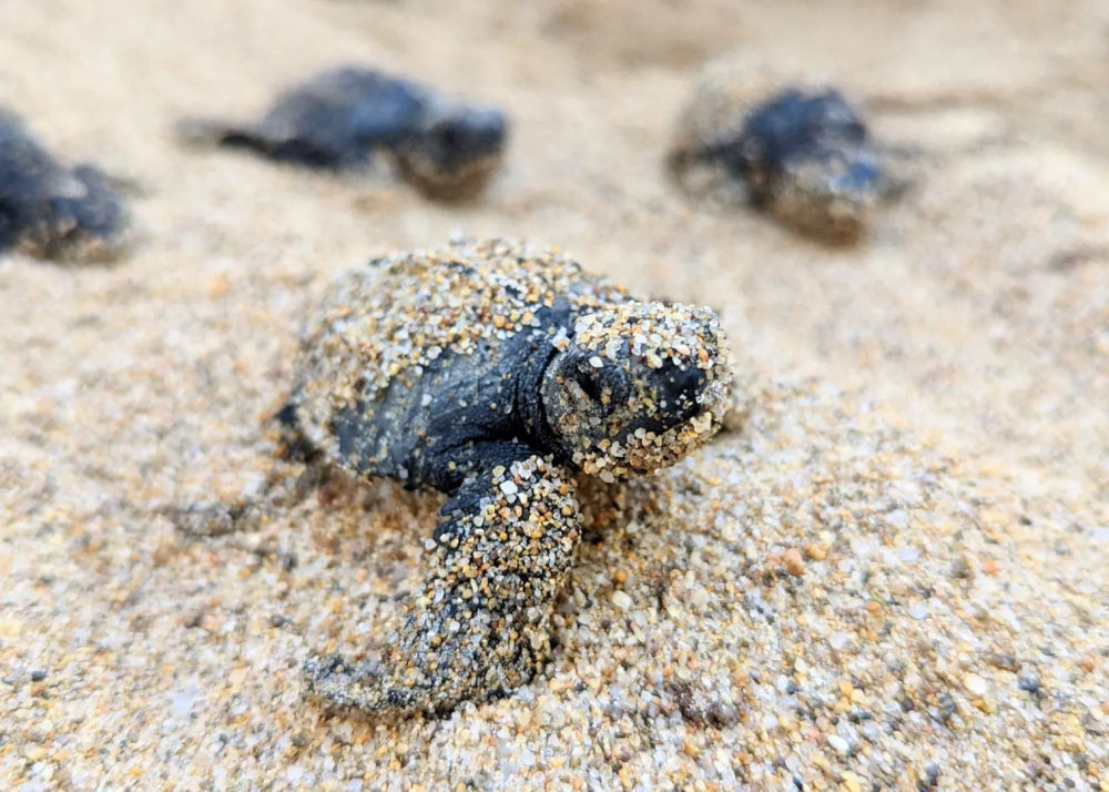 Tulum conservation program surpasses 20 million sea turtle hatchlings released - Photo 4