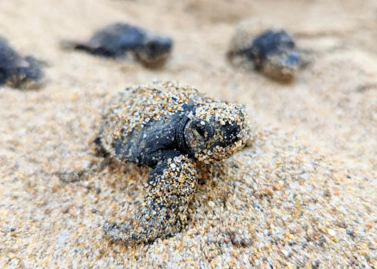 Tulum conservation program surpasses 20 million sea turtle hatchlings released - Photo 4 Tulum conservation program surpasses 20 million sea turtle hatchlings released - Photo 4