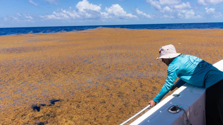 Real estate sector links sargassum crisis to broader environmental risks - Photo 2 Real estate sector links sargassum crisis to broader environmental risks - Photo 2