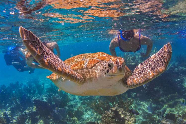 Blue exercise and the science behind ocean-based well-being - Photo 3