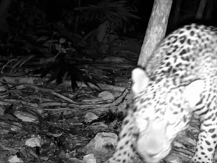 Camera trap records jaguar 200 meters from Tulum ruins - Photo 1
