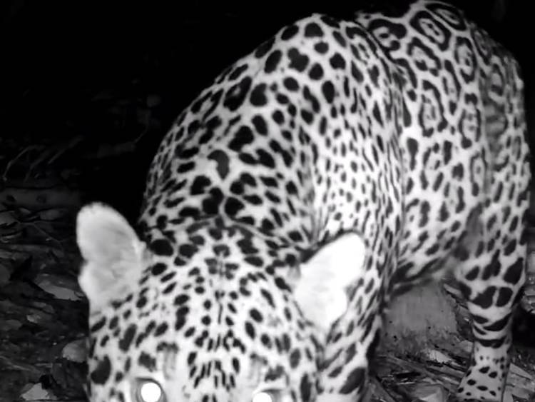Camera trap records jaguar 200 meters from Tulum ruins - Photo 2