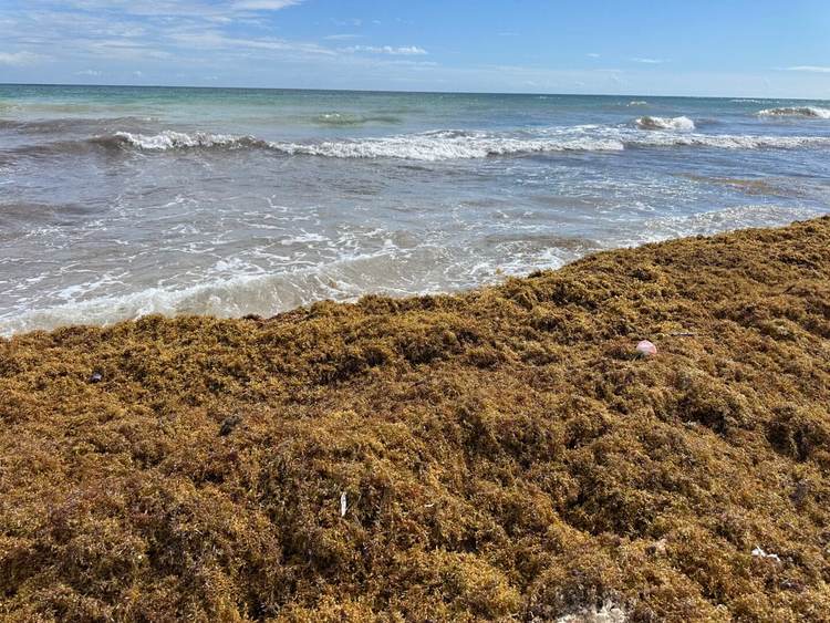 Is the early sargassum on Tulum beaches temporary or lasting? - Photo 1 Is the early sargassum on Tulum beaches temporary or lasting? - Photo 1