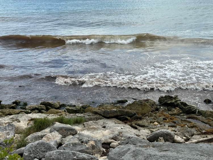 Is the early sargassum on Tulum beaches temporary or lasting? - Photo 3 Is the early sargassum on Tulum beaches temporary or lasting? - Photo 3