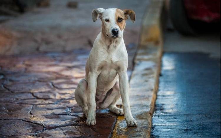 Do you have a dog and live in Tulum? What you should know - Photo 2 Do you have a dog and live in Tulum? What you should know - Photo 2