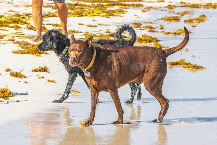 Do you have a dog and live in Tulum? What you should know - Photo 3 Do you have a dog and live in Tulum? What you should know - Photo 3