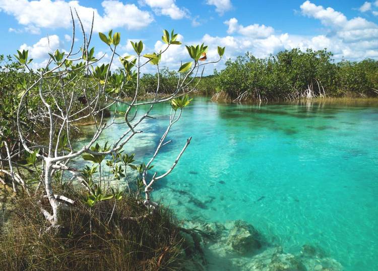 Tulum mangrove restoration project ties ecotourism routes to conservation goals - Photo 1 Sunny seven colored lagoon surrounded by tropical plants in Bacalar, Quintana Roo, Mexico