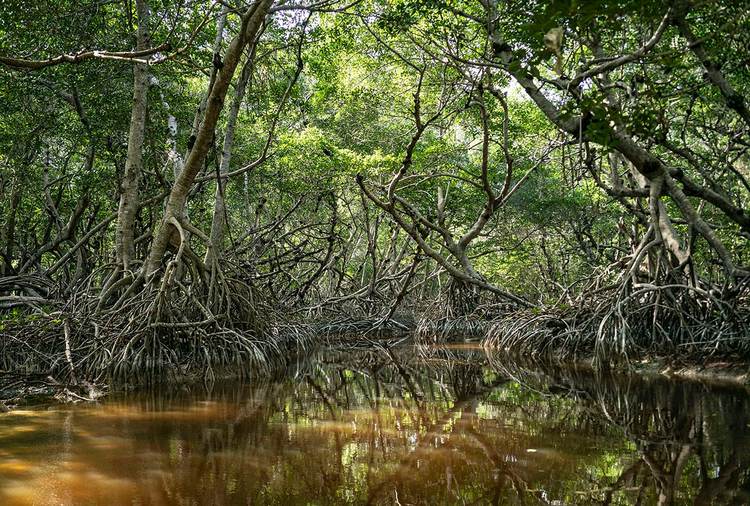 Tulum mangrove restoration project ties ecotourism routes to conservation goals - Photo 2 COU-03-23-GA-MEXIQUE-WEB-SOCIALS-02