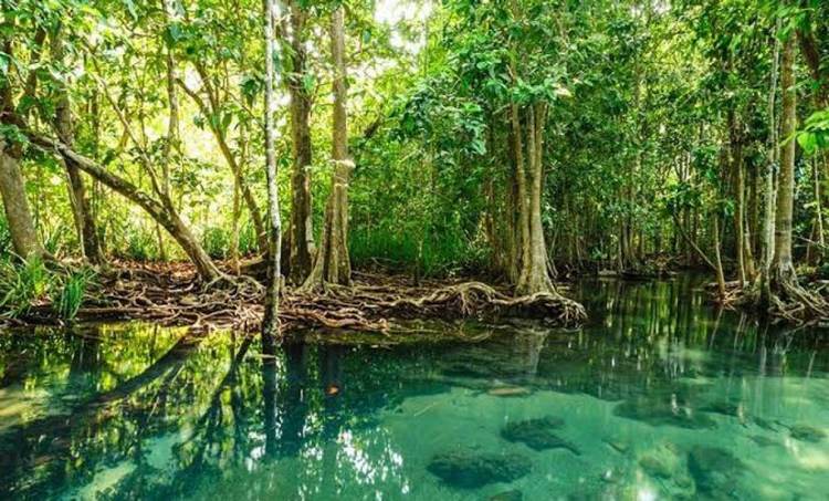 Tulum mangrove restoration project ties ecotourism routes to conservation goals - Photo 3 images-53-4-1160×700-1-1160×700