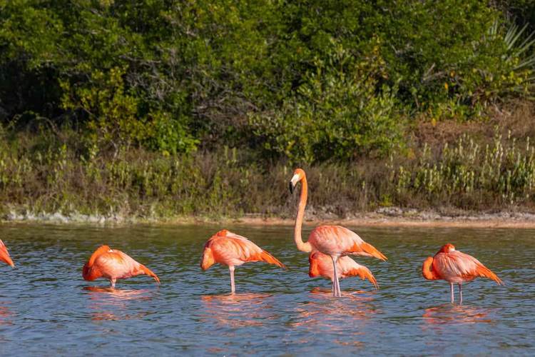 Tulum mangrove restoration project ties ecotourism routes to conservation goals - Photo 4 sisal1