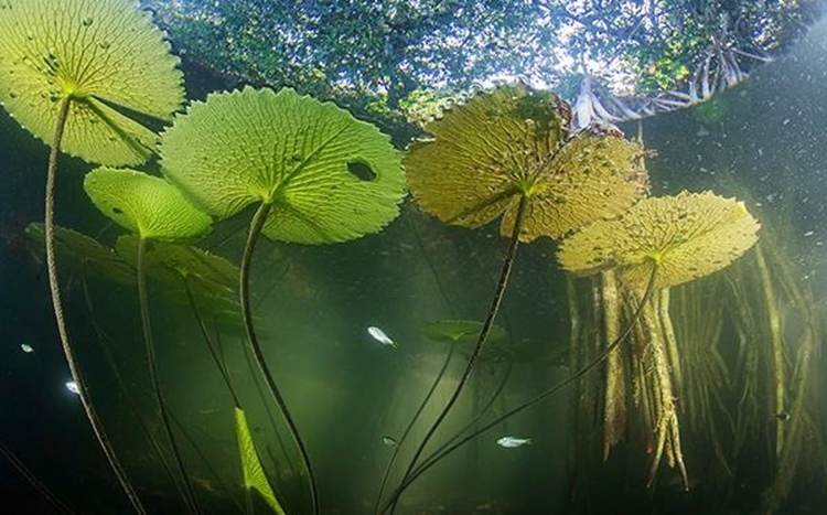 Tulum mangrove restoration project ties ecotourism routes to conservation goals - Photo 5 mundo-perdido-manglares-descubierto-interior